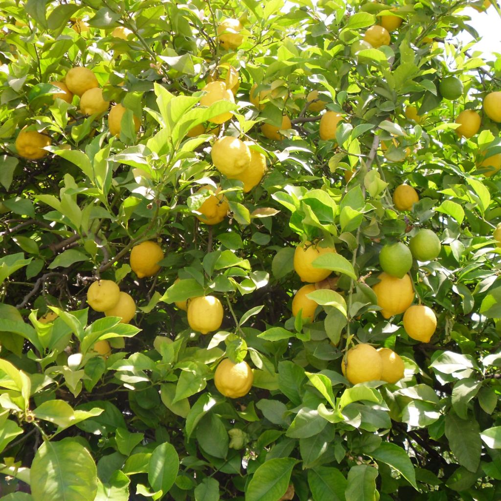 Citrus limon 4 stagioni - Limone