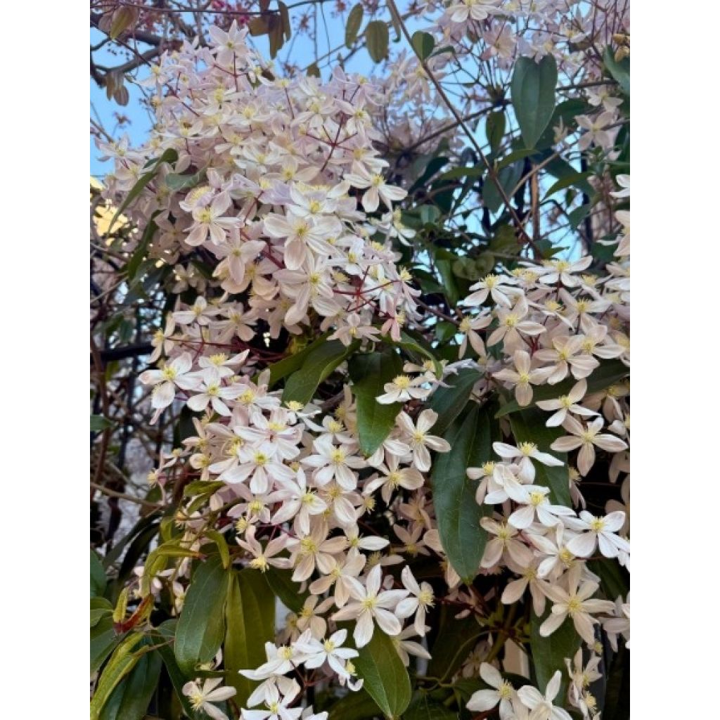 Clematis armandii - Clematide