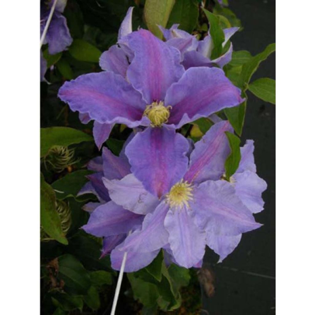 Clematis Beata - Clematide