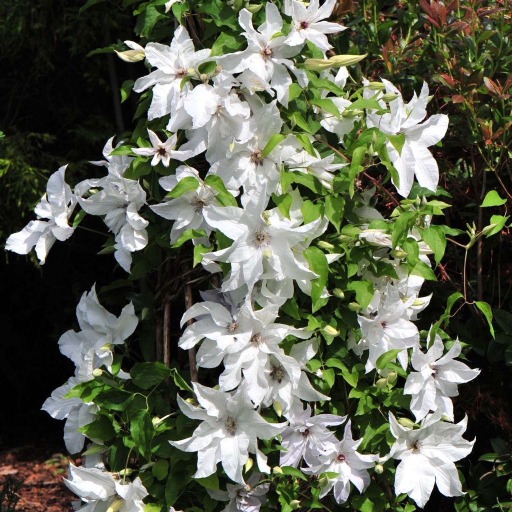 Clematis Beautiful Bride - Clematide
