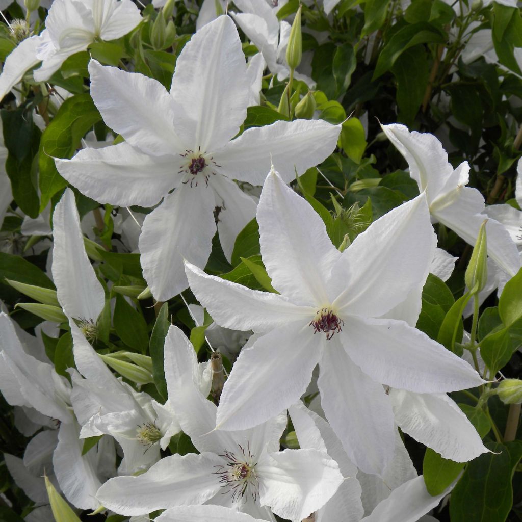 Clematis Beautiful Bride - Clematide