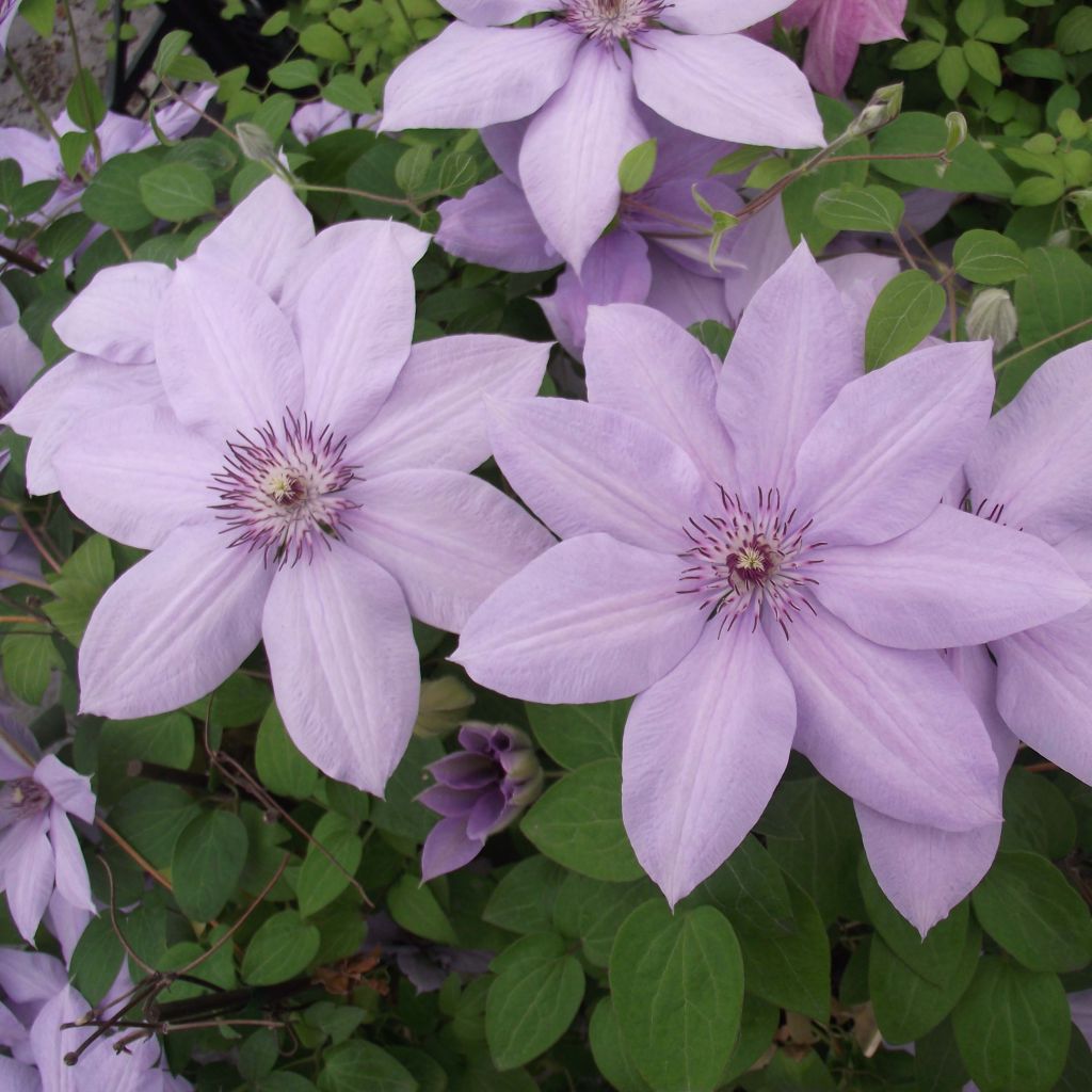 Clematis Bernardine - Clematide