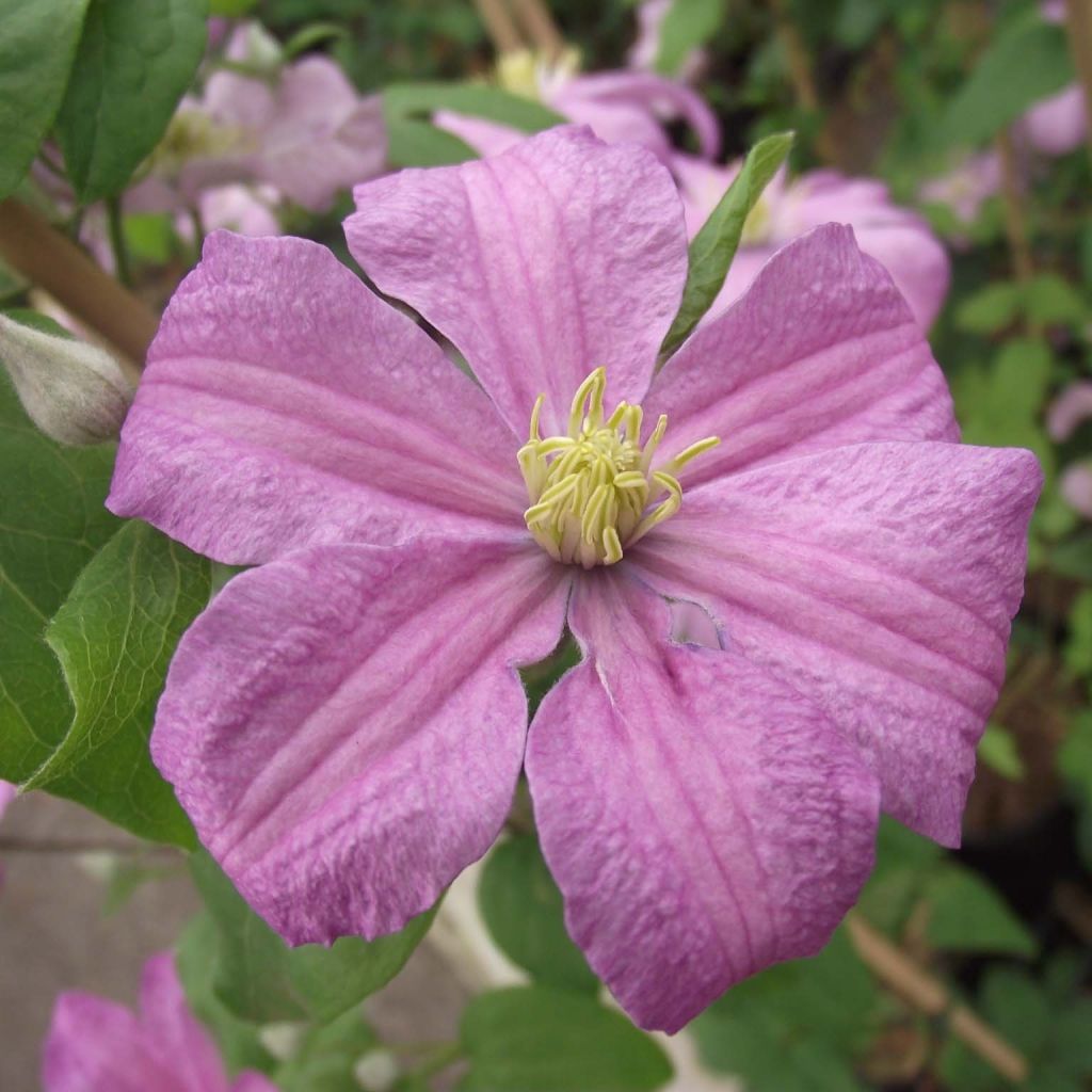 Clematis Comtesse de Bouchaud - Clematide