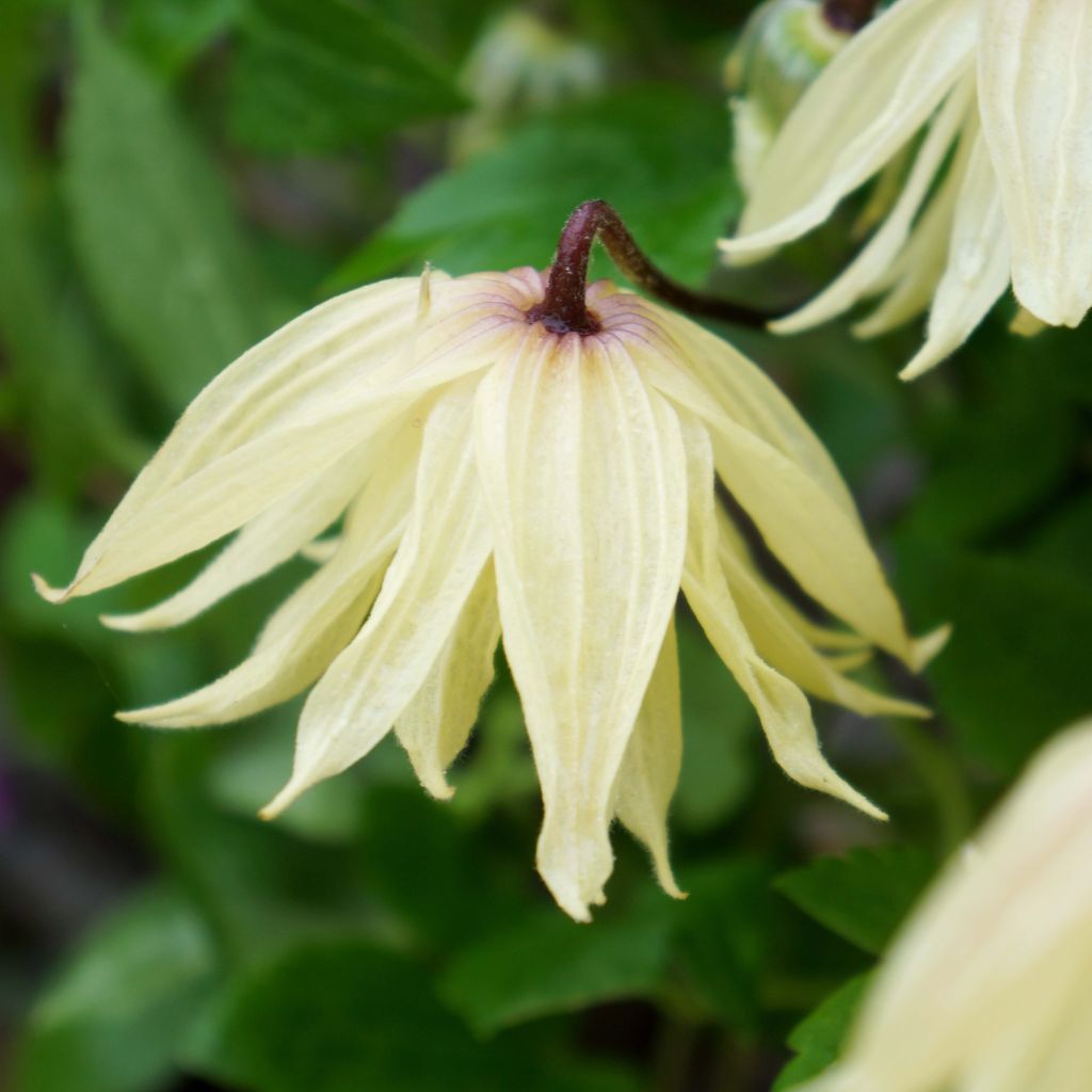 Clematis koreana Amber - Clematide