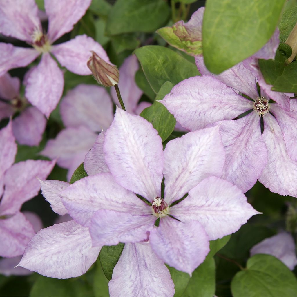 Clematis Margaret Hunt - Clematide