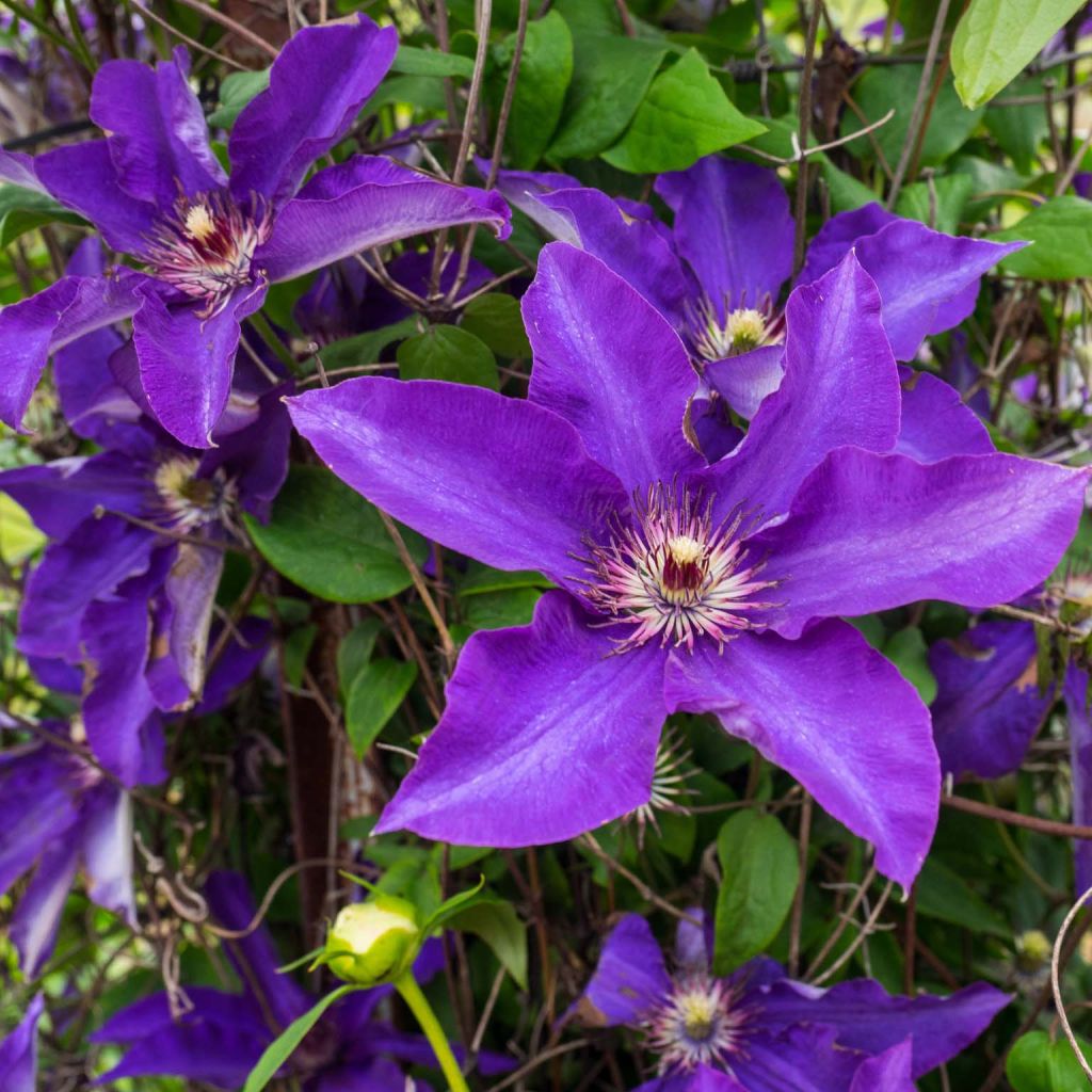 Clematis The President - Clematide
