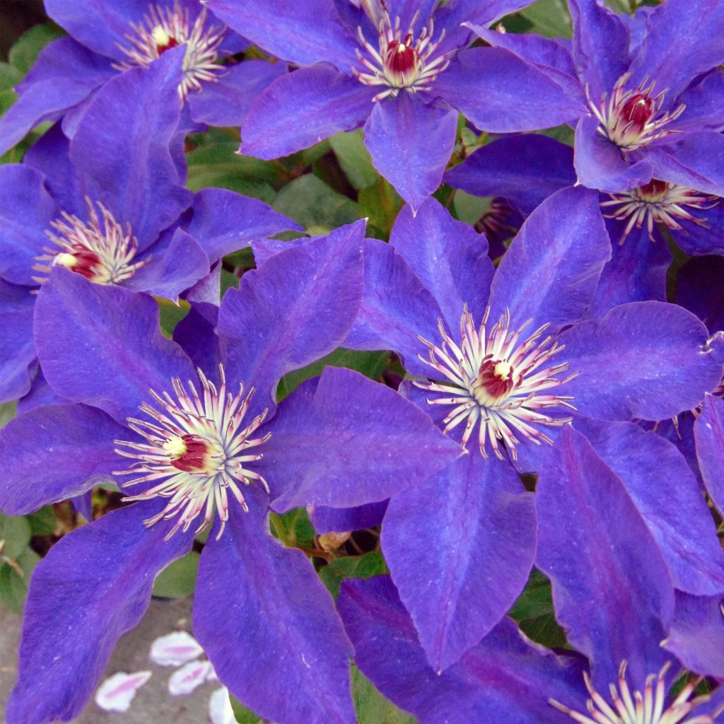 Clematis The President - Clematide