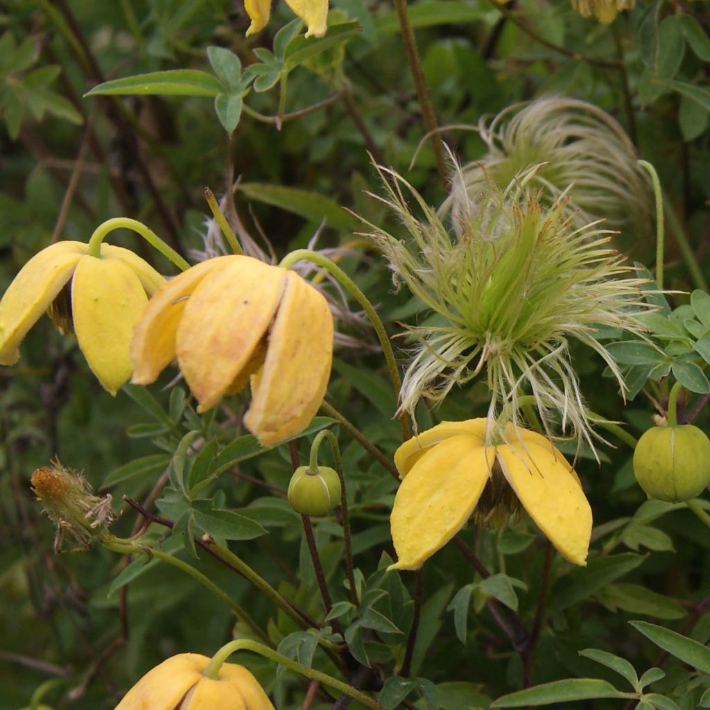 Clematis tibetana var. vernayi Orange Peel - Clematide