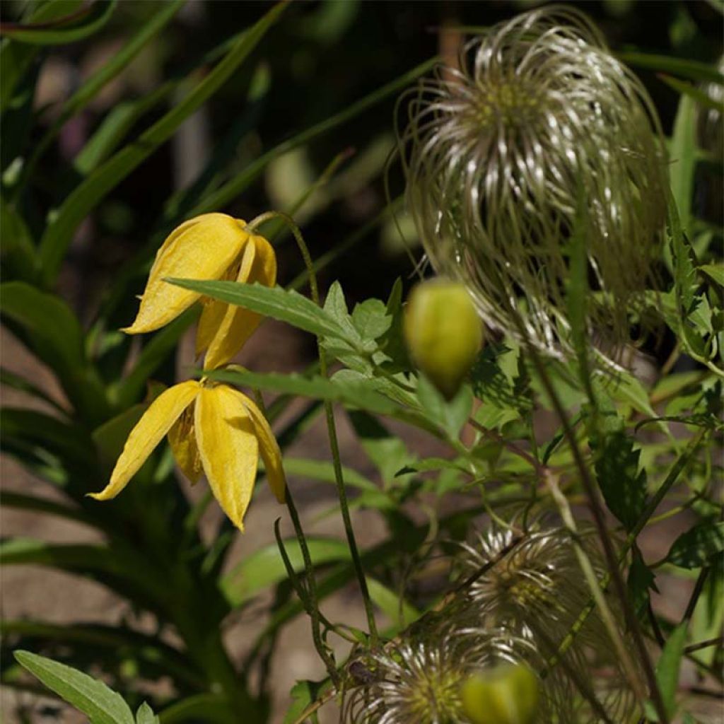 Clematis tibetana var. vernayi Orange Peel - Clematide