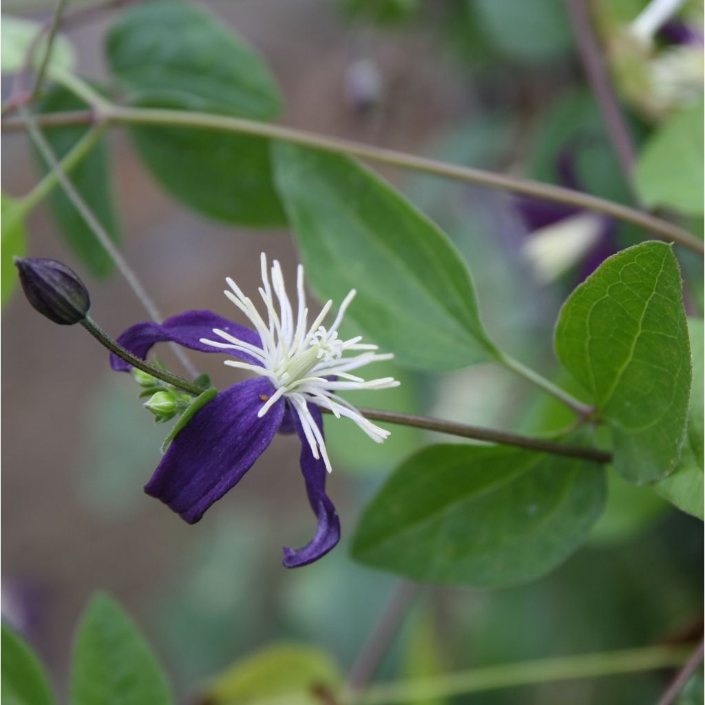 Clematis flammula Aromatica - Clematide fiammola