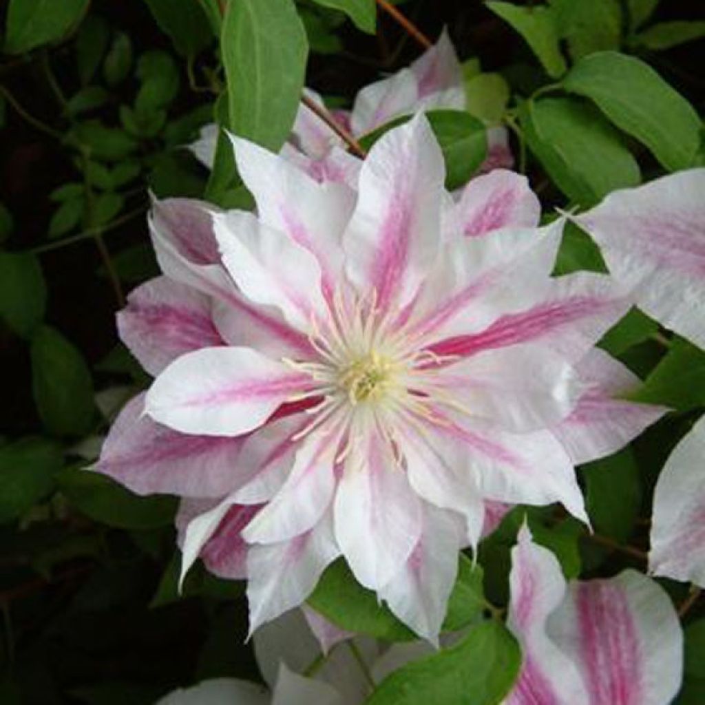 Clematis Andromeda - Clematide