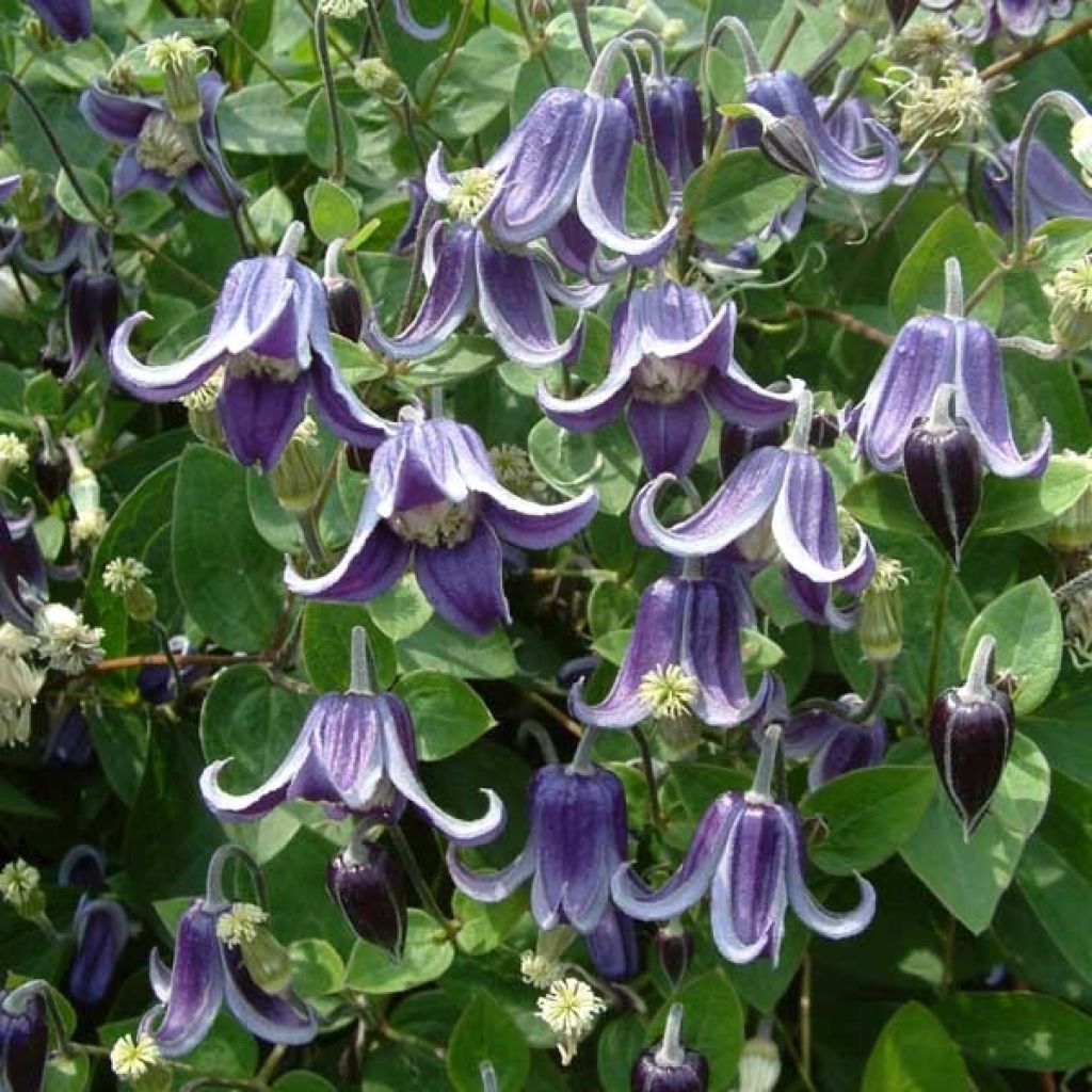 Clematis Fascination - Clematide