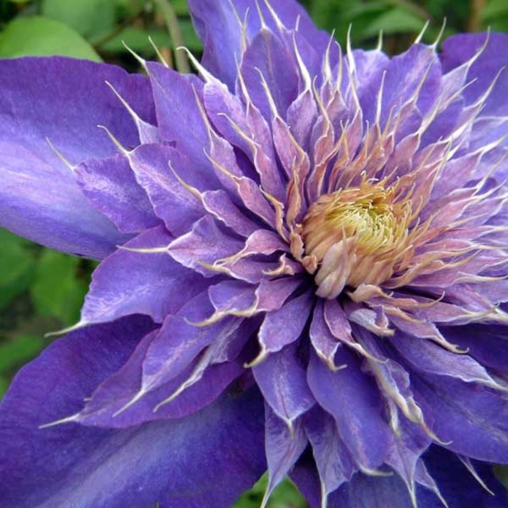 Clematis Multi Blue - Clematide
