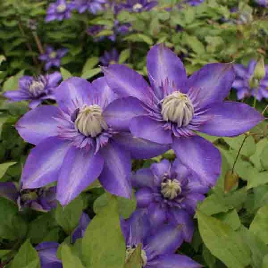 Clematis Multi Blue - Clematide