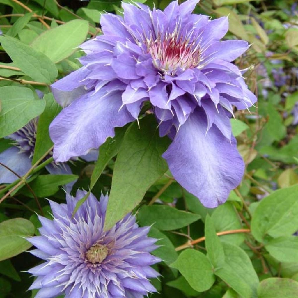 Clematis Multi Blue - Clematide