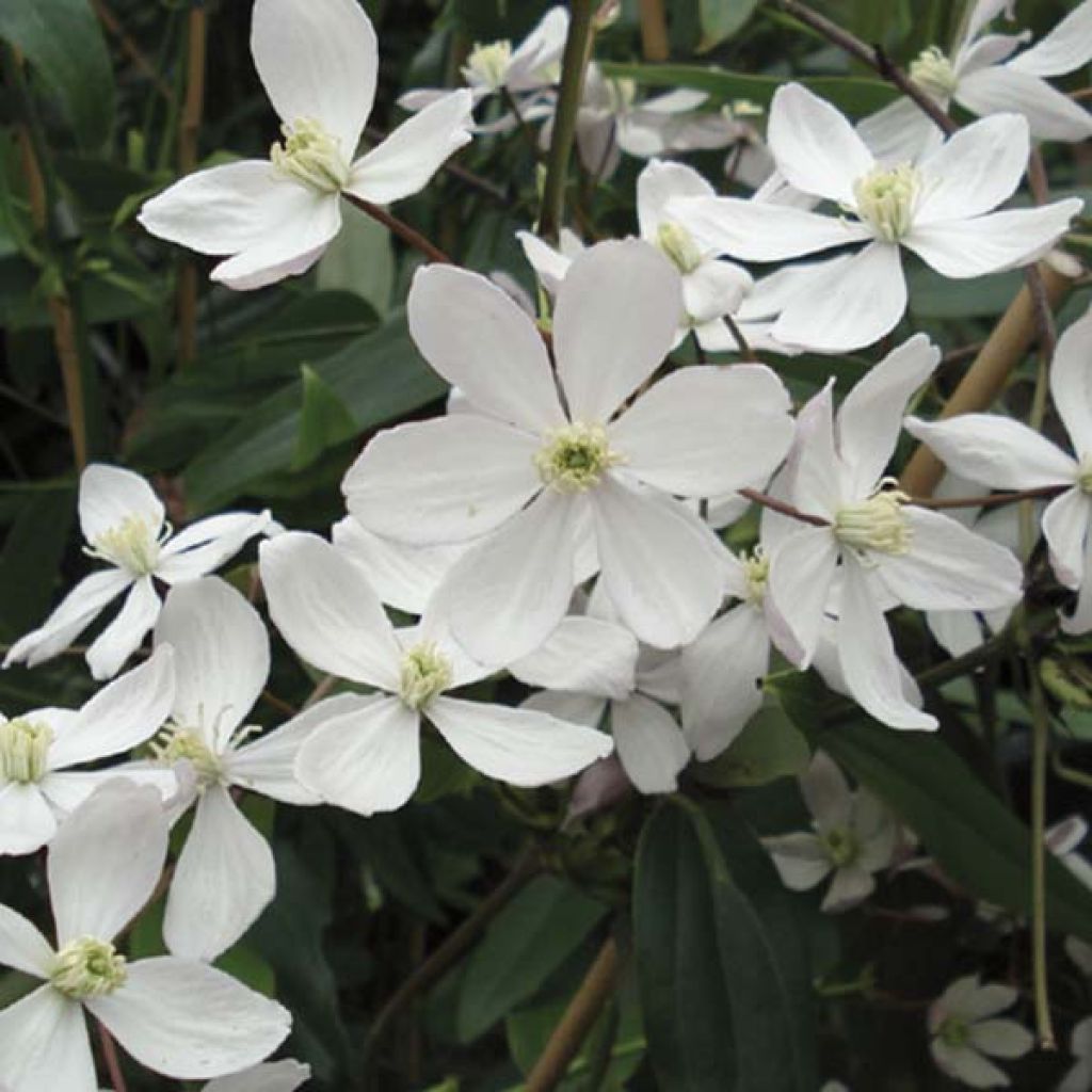 Clematis armandii Apple Blossom