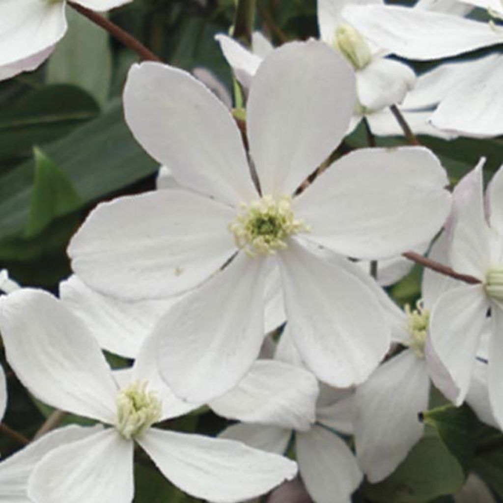 Clematis armandii Apple Blossom