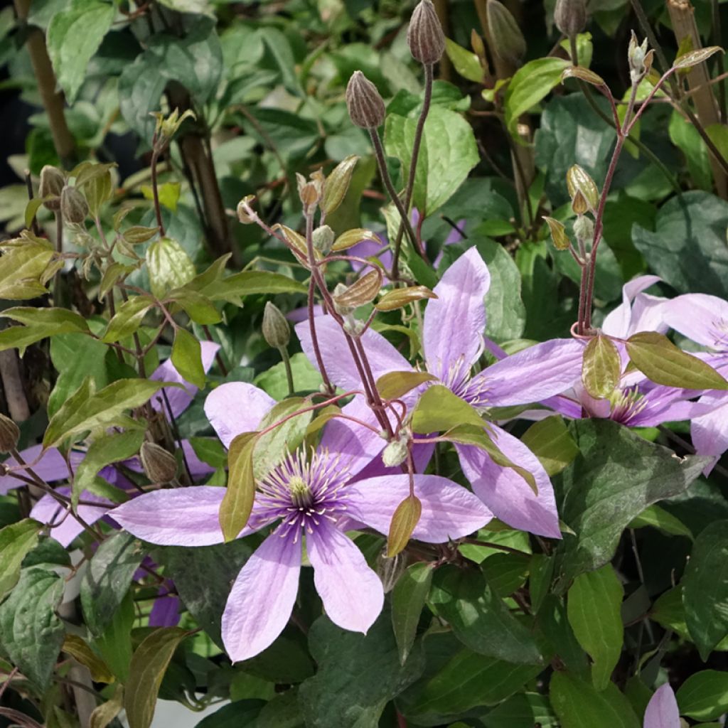 Clematis Stella Bella - Clematide