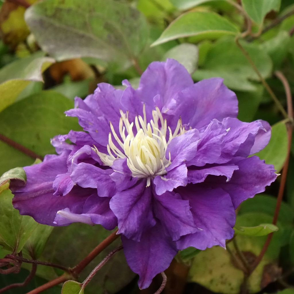 Clematis Kiri Te Kanawa - Clematide
