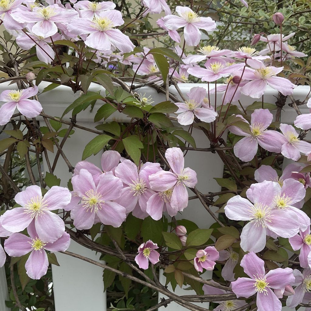 Clematis Pink Perfection - Clematide