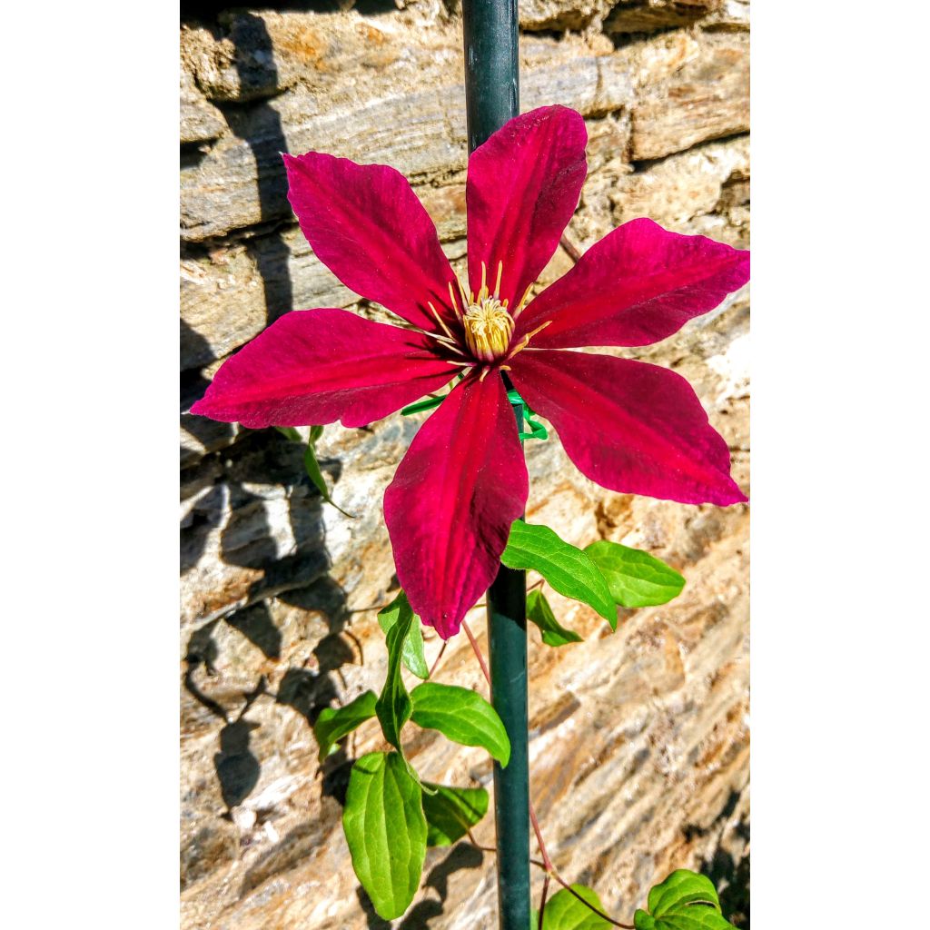 Clematis Niobe - Clematide