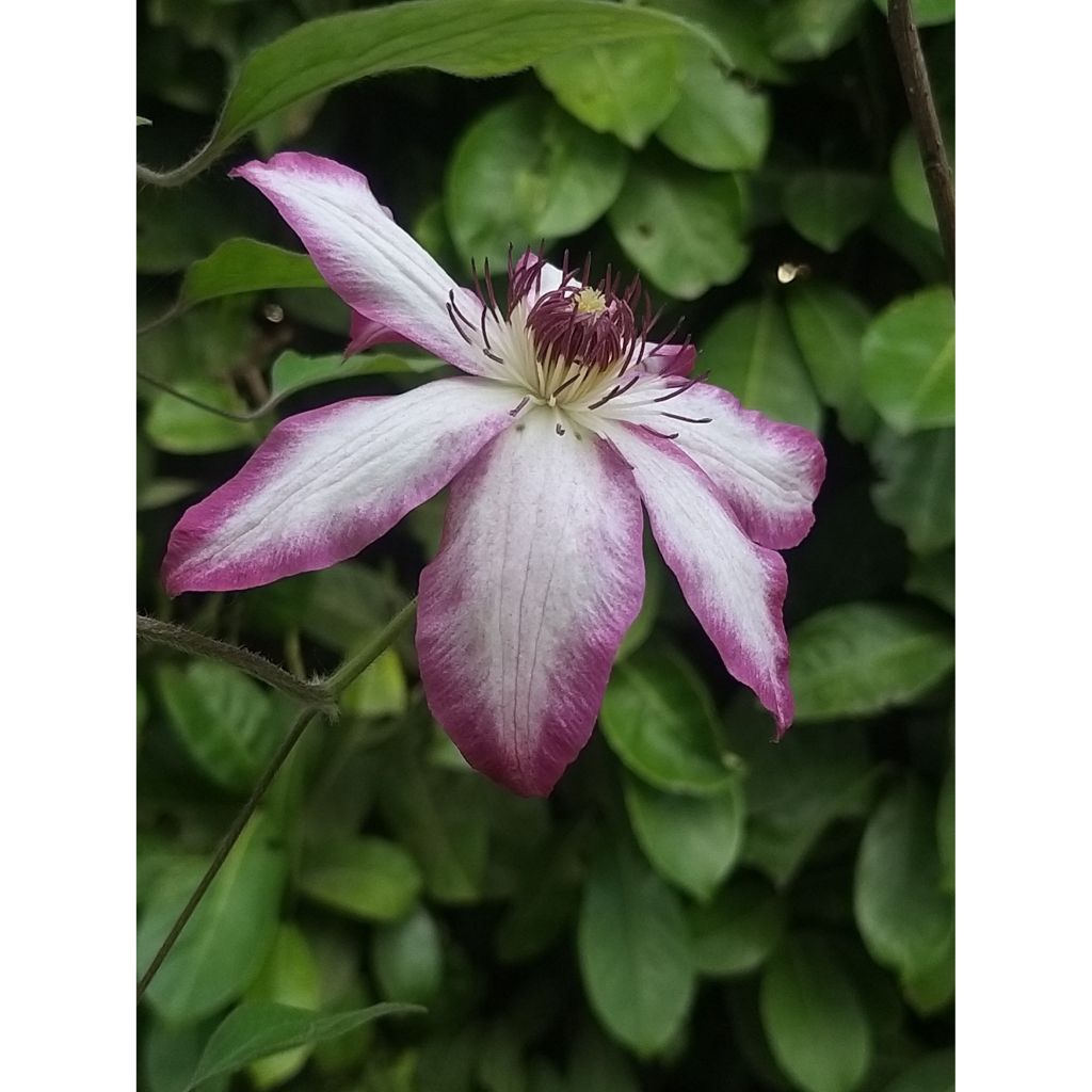 Clematis Picotee - Clematide