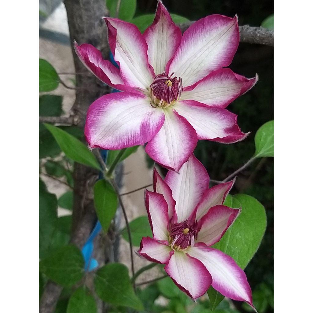Clematis Picotee - Clematide