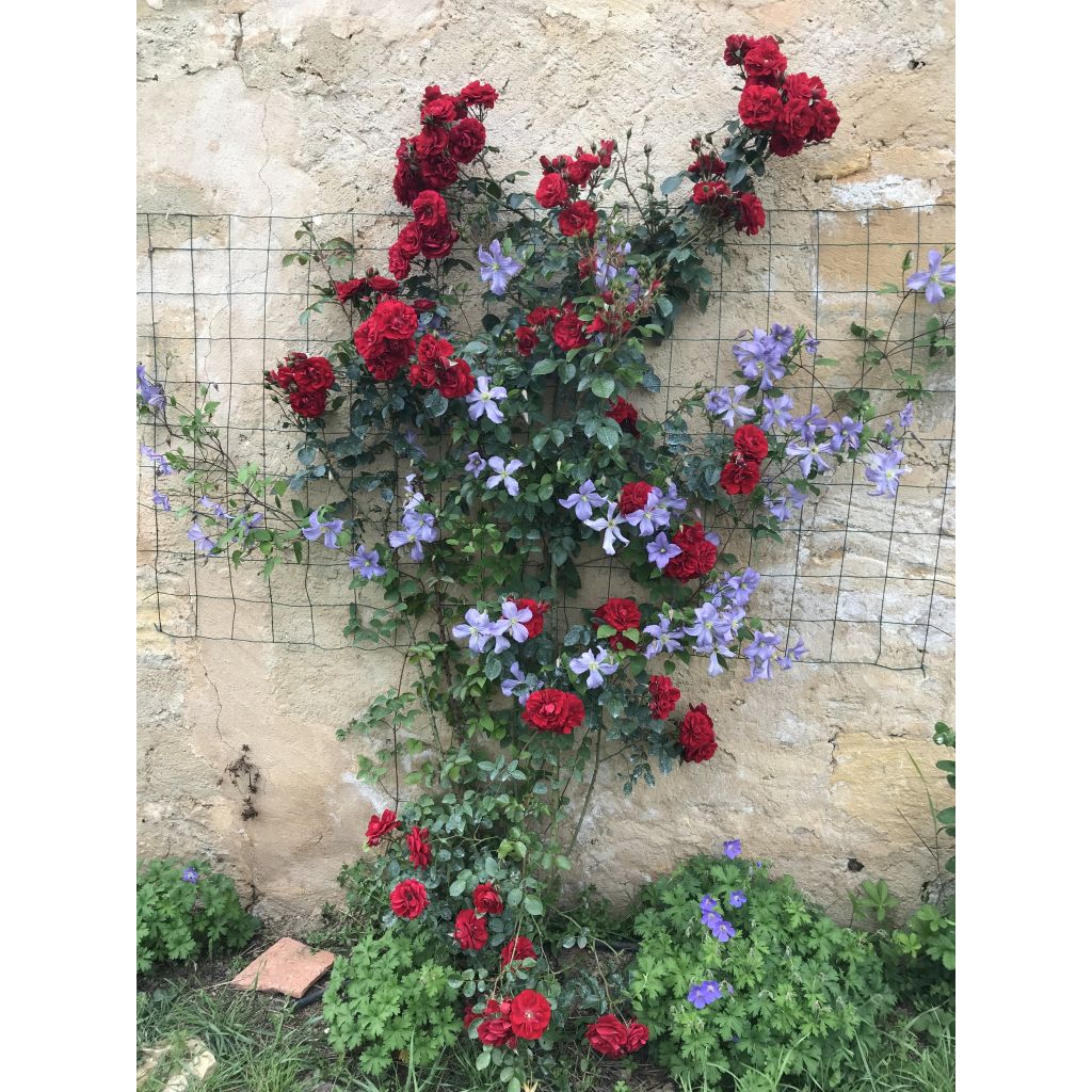 Clematis Prince Charles - Clematide