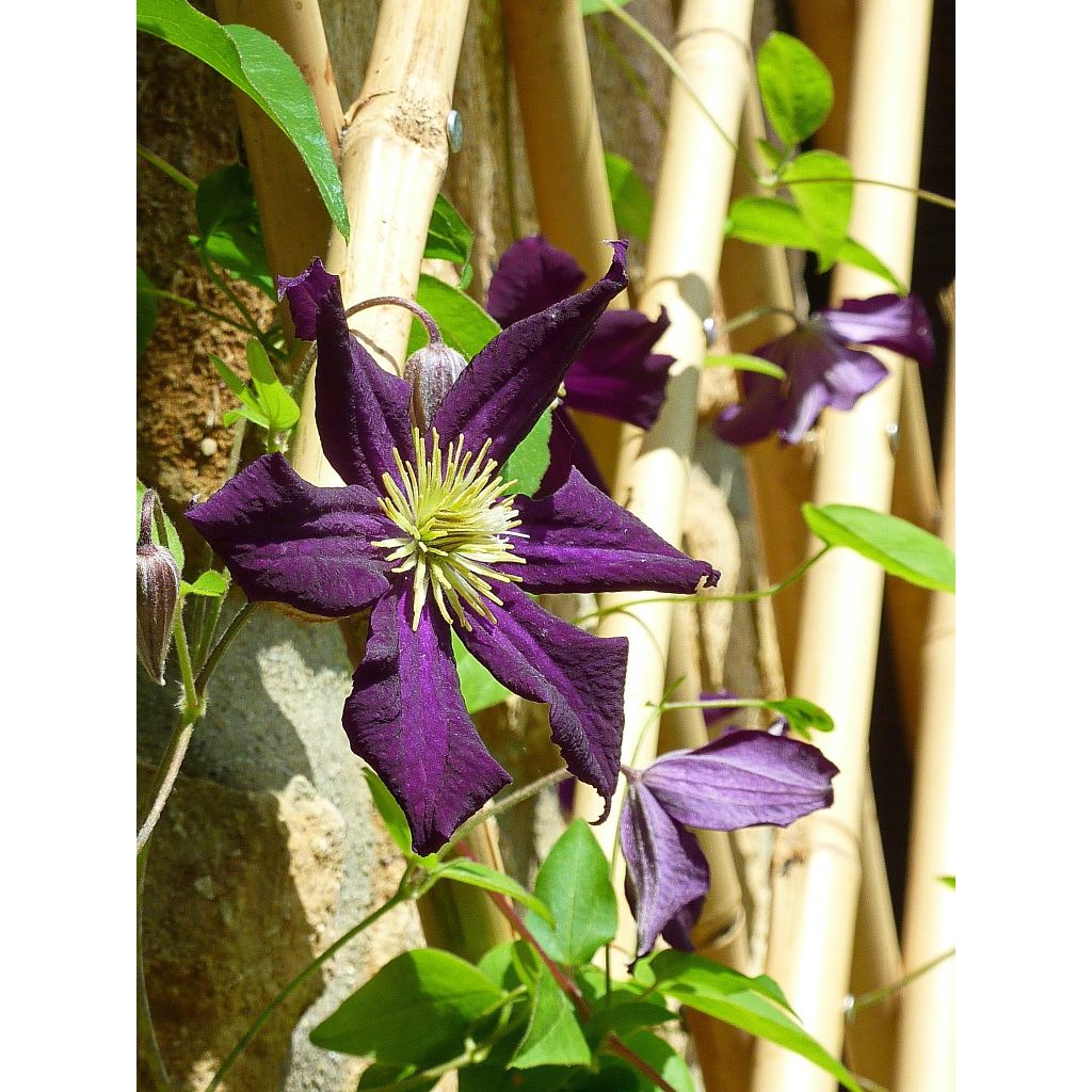 Clematis Romantika - Clematide