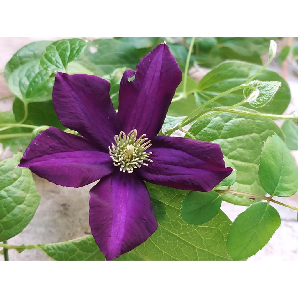 Clematis Romantika - Clematide