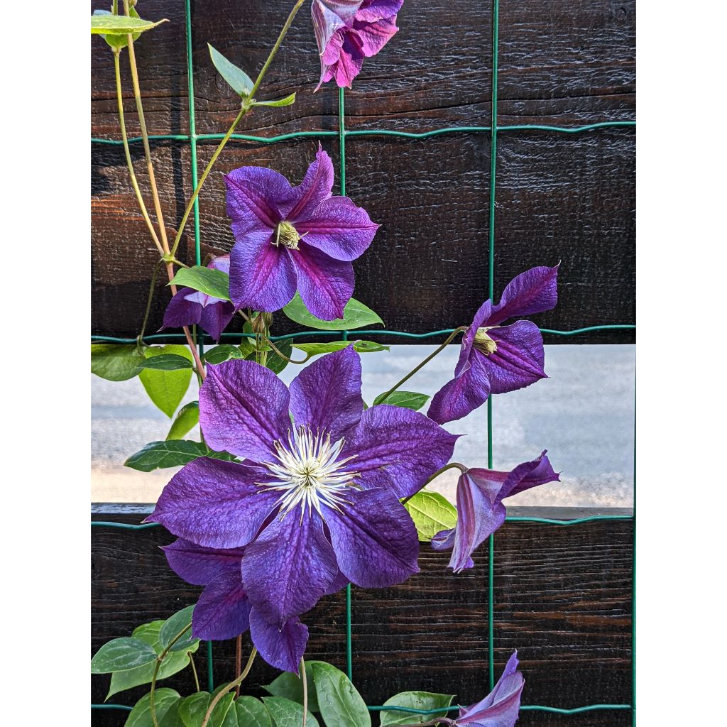 Clematis Star of India - Clematide