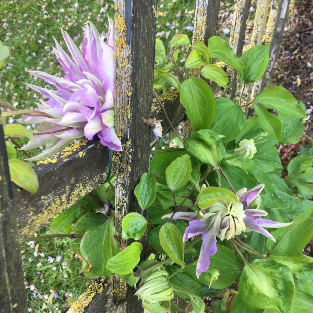 Clematis Teshio - Clematide
