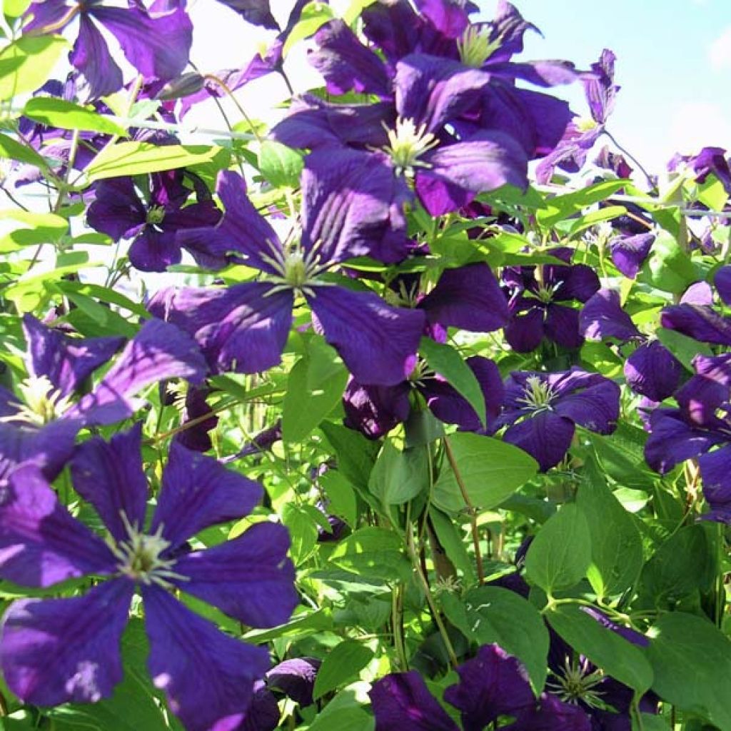 Clematis Etoile violette - Clematide