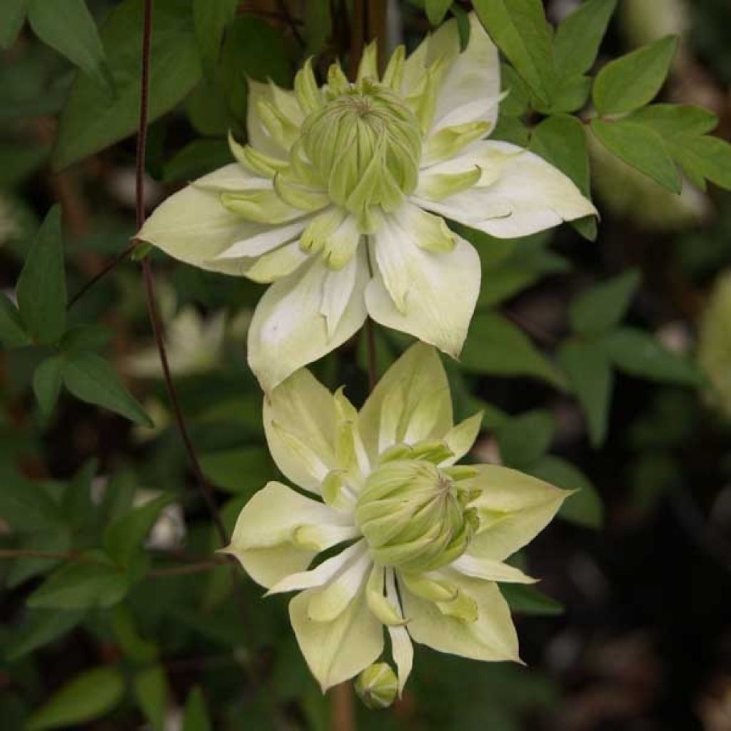 Clematis florida Alba Plena - Clematide