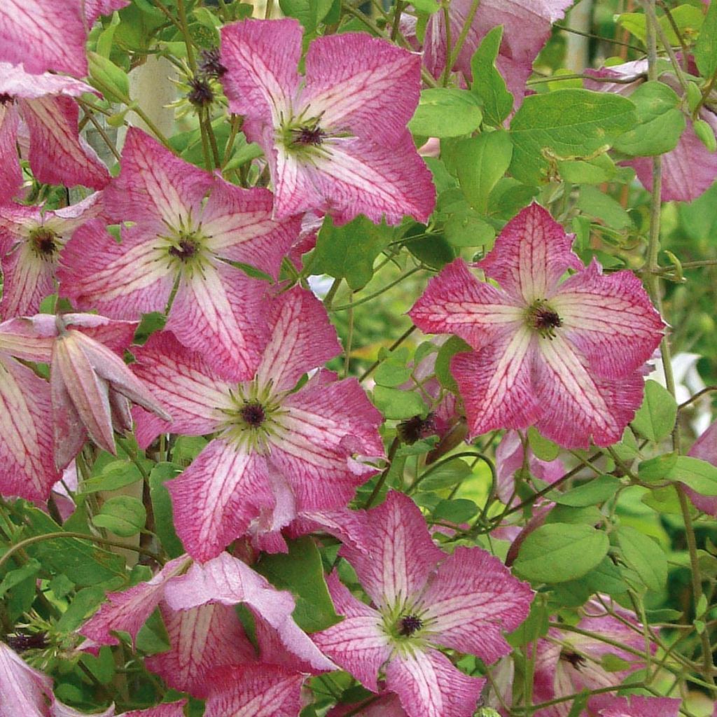 Clematis viticella I am Happy - Clematide