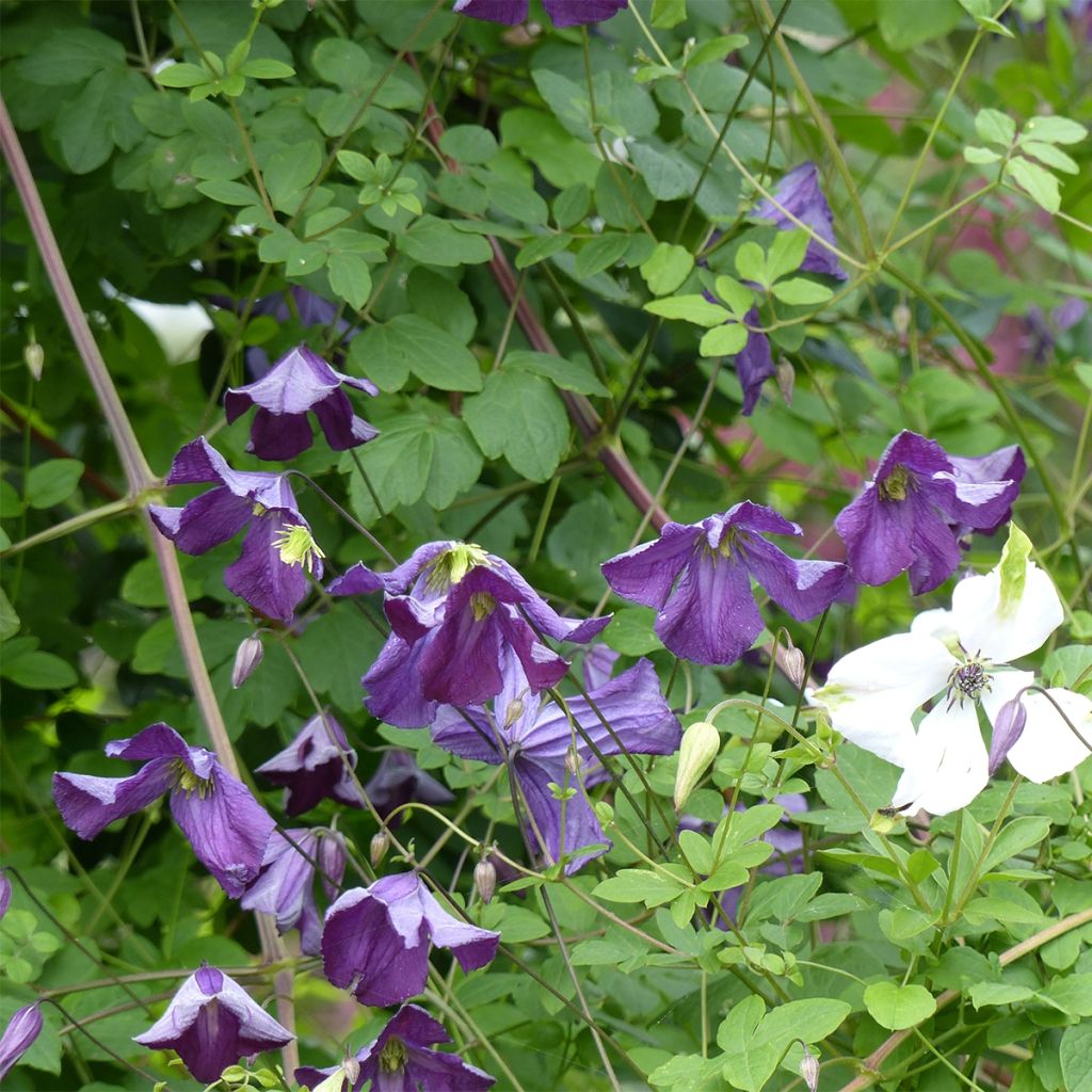 Clematis viticella - Clematide