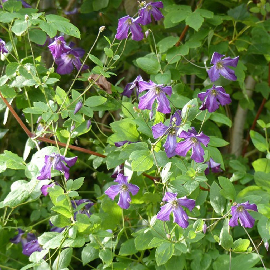 Clematis viticella - Clematide