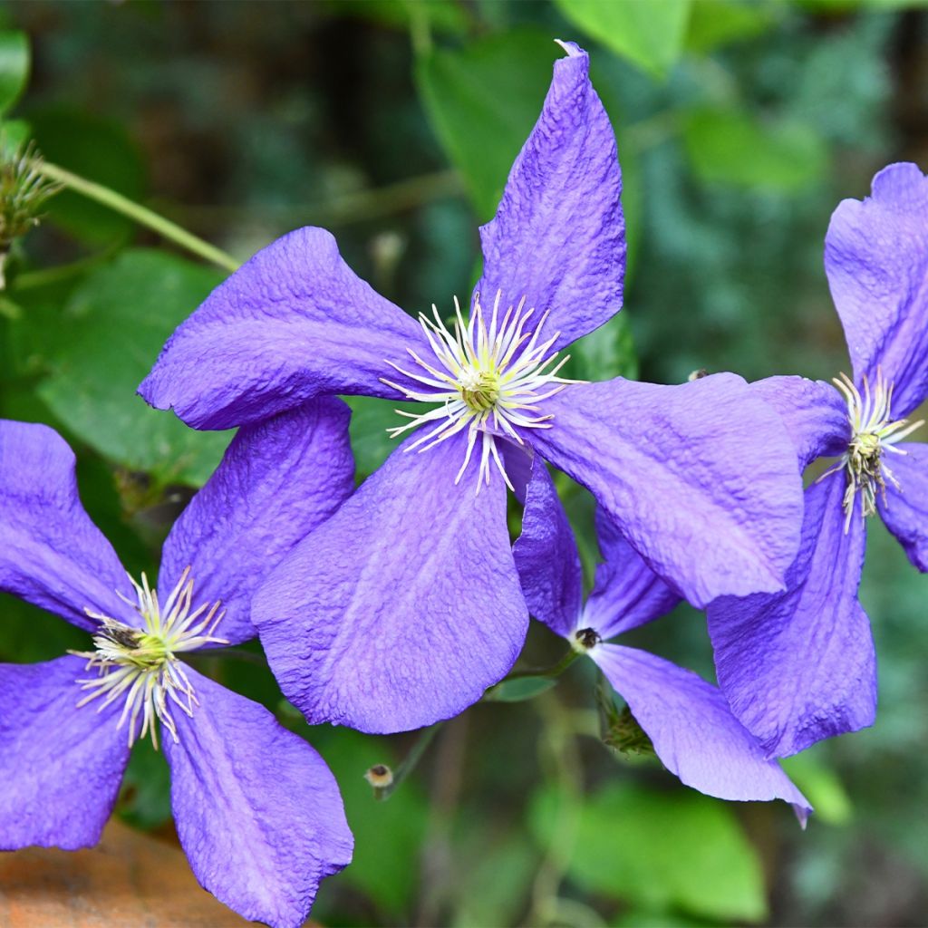 Clematis viticella - Clematide