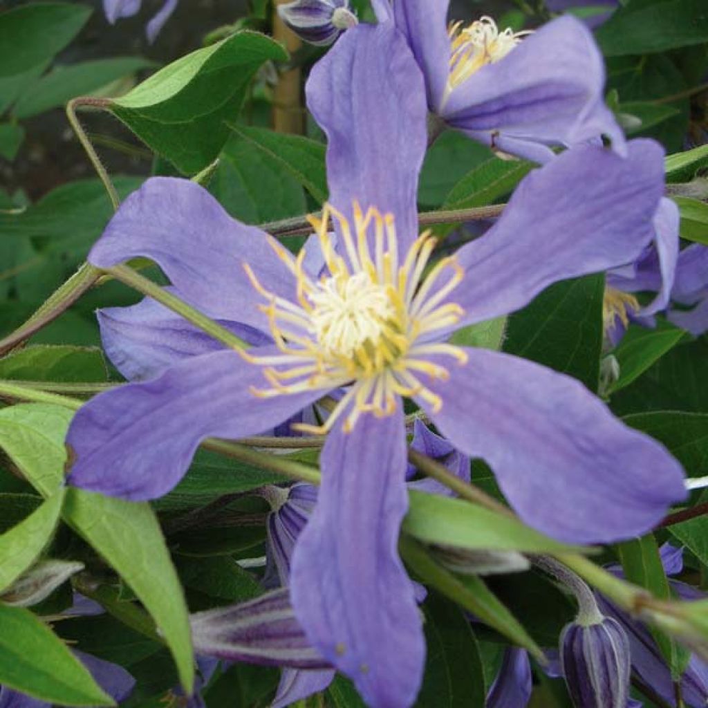 Clematis Juuli - Clematide