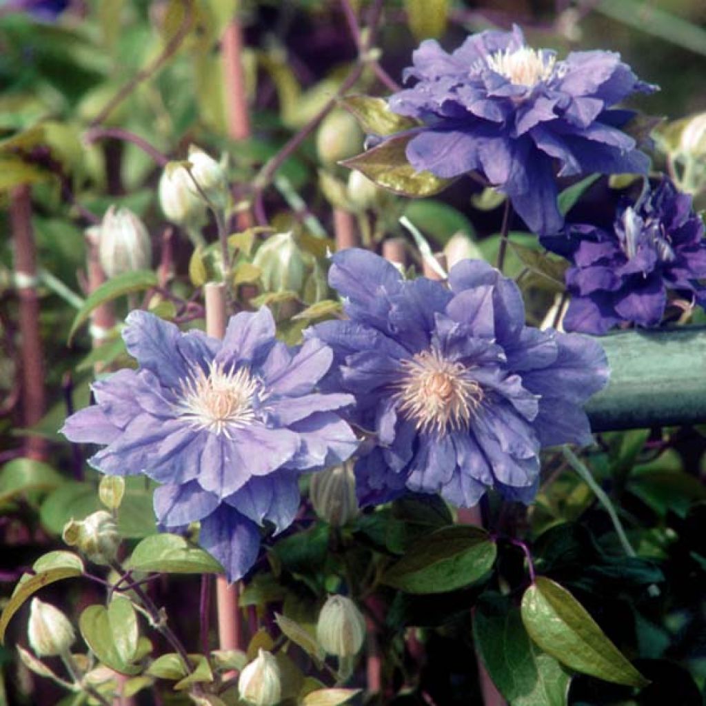 Clematis Kiri Te Kanawa - Clematide