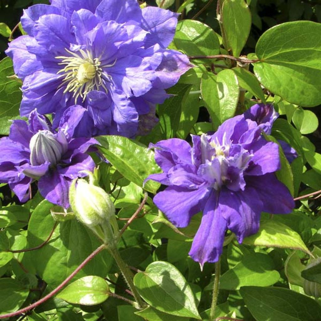 Clematis Kiri Te Kanawa - Clematide