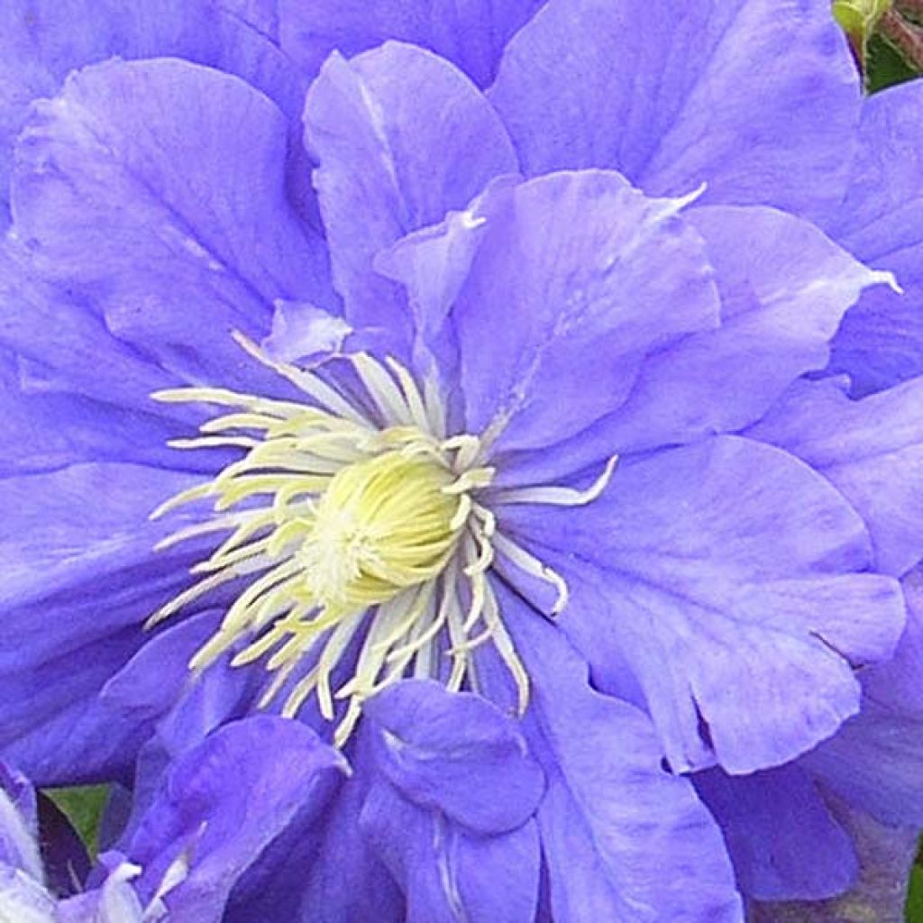 Clematis Kiri Te Kanawa - Clematide