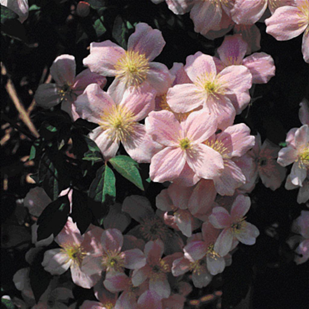 Clematis montana Mayleen - Clematide