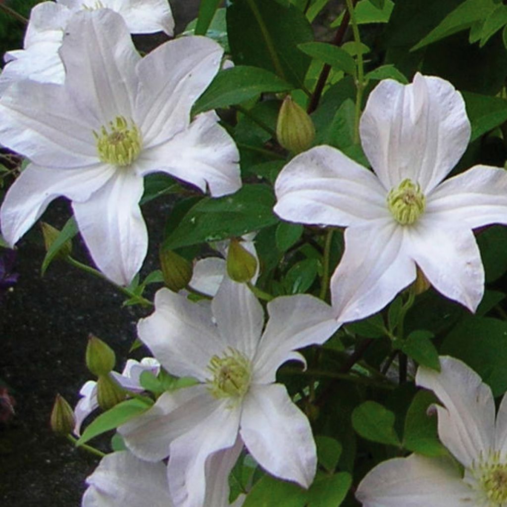 Clematis Mme Lecoultre - Clematide