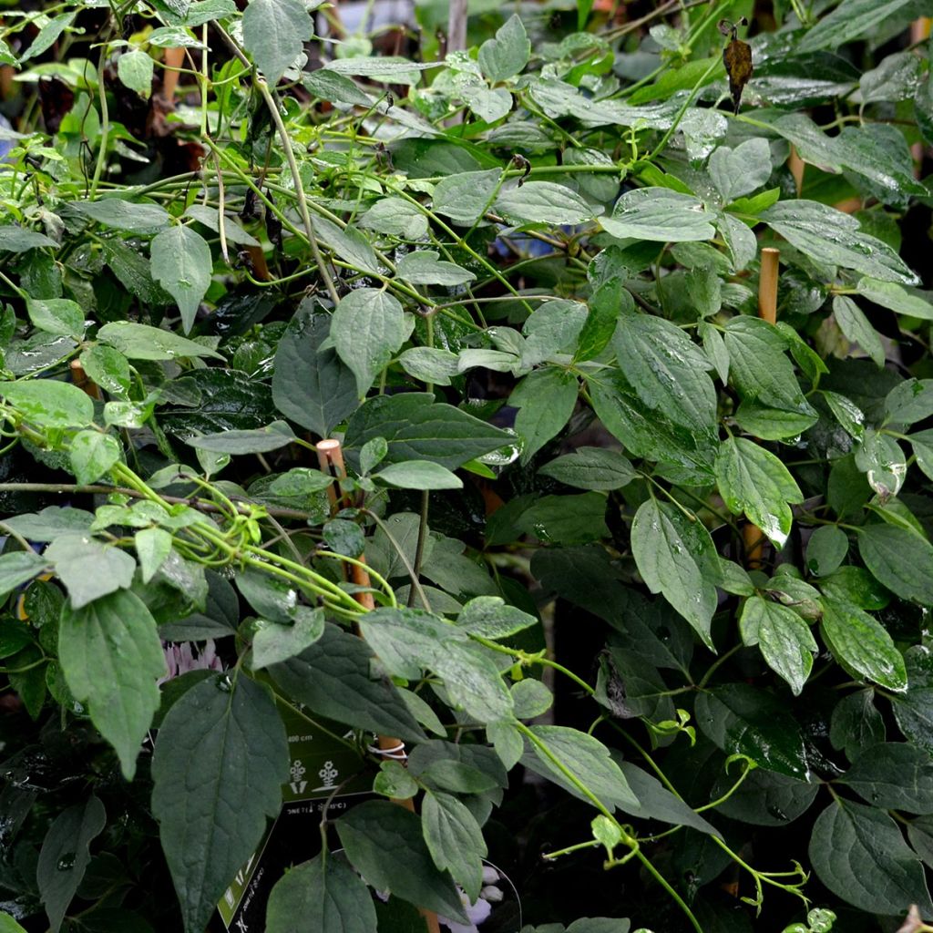 Clematis montana Mayleen - Clematide