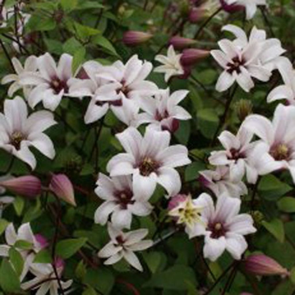 Clematis texensis Princess Kate - Clematide