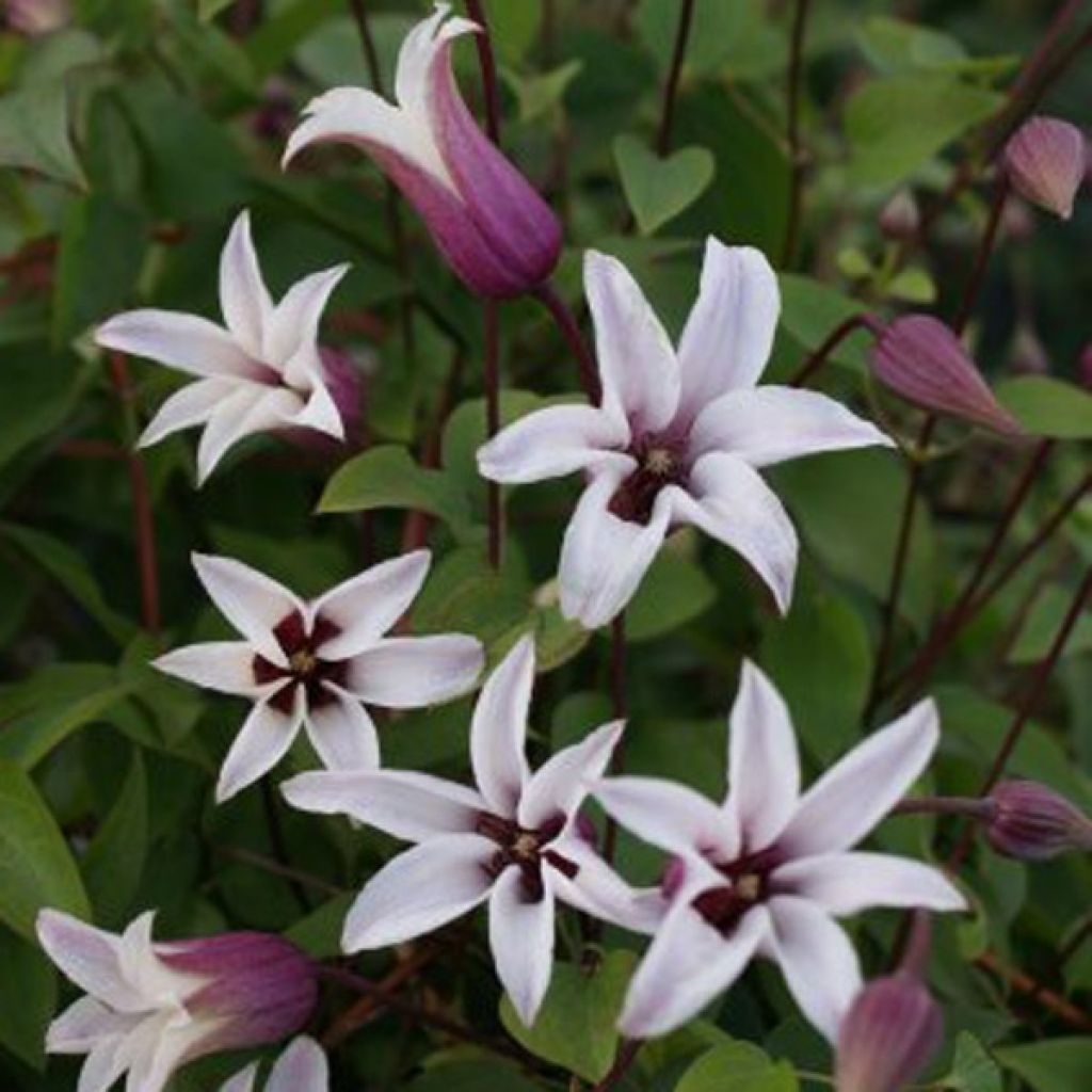 Clematis texensis Princess Kate - Clematide