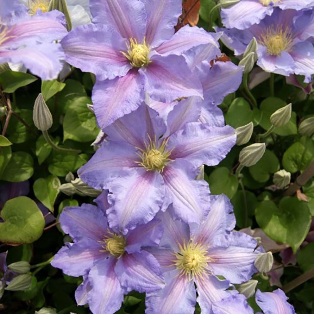 Clematis Spotlight - Clematide