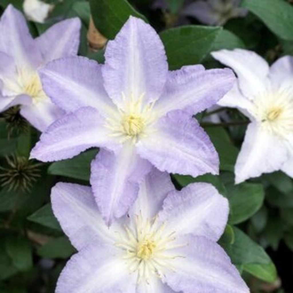 Clematis Spotlight - Clematide