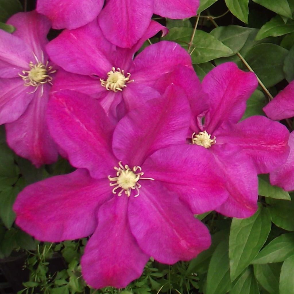 Clematis Sunset - Clematide